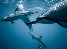 2026世界杯高清直播平台-小罗将于1月底到访贵州，参加村超相关活动